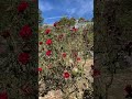 真っ赤な❤️バラ🌹青空に🌌飛行機雲☁️　 植物園