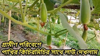 Popular Winter Vegetable's in Bangladesh | Gardening | Birds | Fresh Village Life | Bangla Front