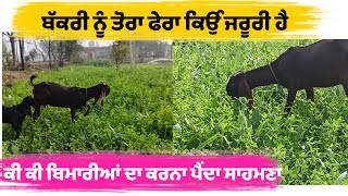 ਨਵੇਂ ਬੱਕਰੀ ਪਾਲਕ ਧਿਆਨ ਦੇਣ #goatfarming  #tungwalibakramandi #bakramandi #