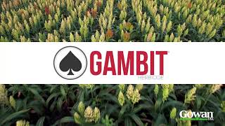 Gambit® Herbicide in Sorghum