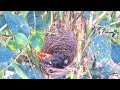 baby birds swallow and spit out red chilies