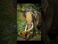 majestic tusker nadungamuwe raja nadungamuwe_raja hasthi_raja_wanshaya tusker shortsvideo