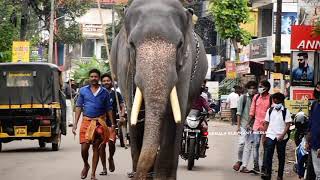 kerala Elephant paramekkav ayyappan|പാറമേക്കാവ് അയ്യപ്പൻ വഴിയടി|