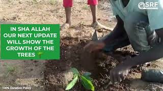 🌱 🦚 Alhamdulillah progress made - Trees project in Wara Village in #Nigeria