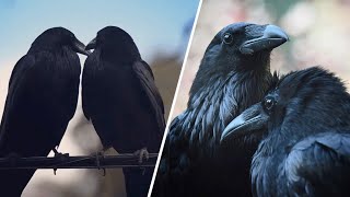 Smart raven finds secret to happy marriage. He keeps bowing to his wife.