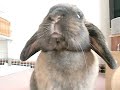 うさぎのお鼻とお口a nose and the mouth of the rabbit