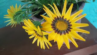 ছোটো গাছে এত ফুল আর কুঁড়ি 🤔। Gazania #video #youtube #viralvideo #trending #youtubeshorts #yt