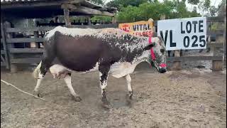 LOTE 25 - 1 VACA (LIBERDADE) 3/4; BR: 113 VM; 5º CRIA; PROD 15KG; 30 DIAS SEM CONF. DE PRENHES