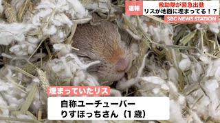 地面に埋まったリスをまさかの方法で救助【りすほっちニュース】【リチャードソンジリス】