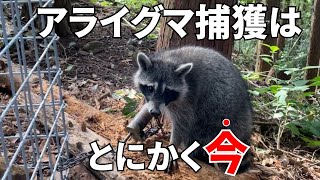 アライグマを捕獲するなら今！被害を防ぐのも今！