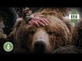 BRCC Alaska Bear Hunt Ep. 6:  2 Bears in 2 Minutes