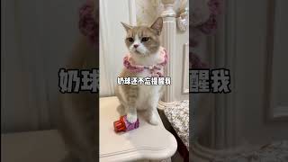 我被一只暖心猫咪感动了… #可爱猫咪 #超治愈系列 #快手宠物天团