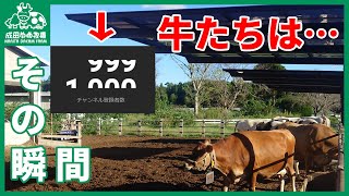 【達成】チャンネル登録者1000人…その瞬間の牛さんたちの様子をご覧ください【成田ゆめ牧場】