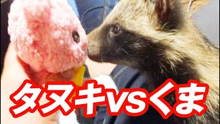 タヌキの赤ちゃんが熊のぬいぐるみで遊ぶ姿がかわいすぎた