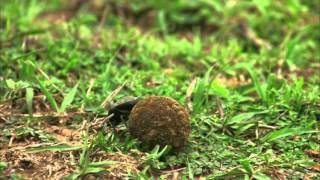 Bug Wisdom - Dung Beetle - Orkin Pest Control