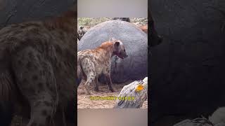 母狮脑袋卡住河马屁股里 野生动物零距离 鬣狗 河马 母狮