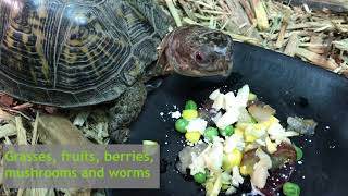 Kaleideum At Home: Kaleideum's Box Turtle