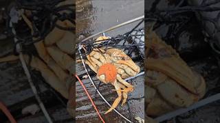 Crabbing with kids