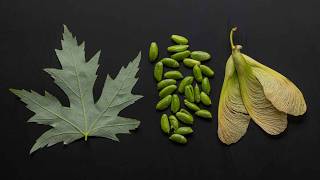 Foraging and Cooking Maple Seeds