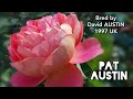 PAT AUSTIN ROSE plant by David AUSTIN 1997 UK バラ パット オースチン