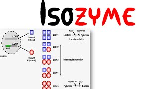 Isozyme