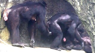 走快一點啦😆🐵🐵Chimpanzee Daily|Taipei zoo#黑猩猩 #animals #台北市立動物園  @hellochimpazeetv