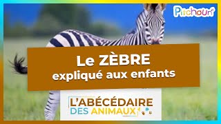 A la découverte du Zèbre - l'Abécédaire des Animaux