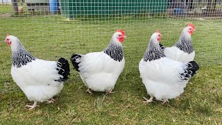 The Poodle and The Hen | Lot 2 - Light Sussex Pullets