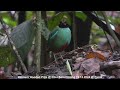 western hooded pitta @ chiu s c dscn2927