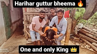 ಹರಿಹರ ಗುತ್ತೂರು ಭೀಮ | Harihar guttur bheema 🔥 | one and only King 👑 | all India famous sheep 🐏