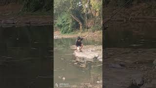 Detik-detik Ikan mas Monster Di taklukan dengan cara mancing Cekrik (Kanco'  dalam Bahasa toraja)