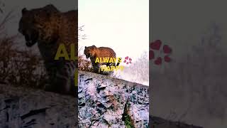 FUNNY VIDEO#REELS #YOUTUBESHORTS#VIRAL#EDITS#SHORTS #ALWAYS 💞 HAPPY#TREND#FBREELS#NEW#FUNNY ANIMAL