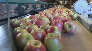 Maryland Farm \u0026 Harvest: Apples to Applesauce