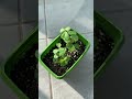 다육이 키우는 중. 다육이 키우기 키우기쉬운식물 다육 다육식물 다육스타그램 취미 shorts short plants plant succulent