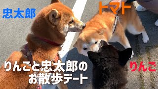 黒柴りんごとご近所柴犬忠太郎の初お散歩デート❤️柴犬トマトマイホーム見学もしたよ🏠🍅