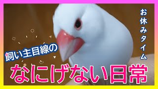 【文鳥3歳4か月⑦】なにげない日常のひとコマ オネムになると寄ってくる3代目文鳥ピーちゃん 癒し系動物 Java sparrow