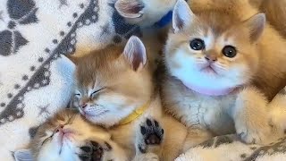 Super Cute Kittens 😆😻