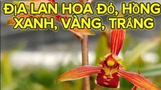 NGẮM HOA ĐỊA LAN ĐẠI THANH HÀ NỘI, ĐỎ THỦY TIÊN, ĐẠI HOÀNG CÁNH THỦY TIÊN - LAN RỪNG LÂM ĐỒNG