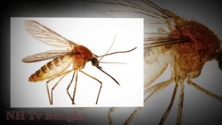 জেনে নিন মশা সম্পর্কে ৫ টি মজার তথ্য । 5 Unknown Amazing Facts About mosquito.