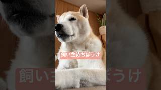 散歩行くまで10分！マイペースでいいよ#shorts #柴犬 #シニア犬