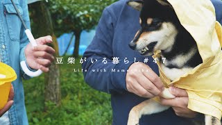 Shiba Inu Furiously Eating Apple and Nashi Pear [Life with Mameshiba]