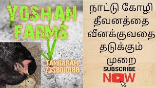 Preventing Wasted Chicken Feed -  நாட்டு கோழி தீவனத்தை வீக்குவதை தடுக்கும் முறை