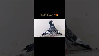 Asal teddy kabootar ka shock karain || Organal royal teddy || Boxe teddy pigeon