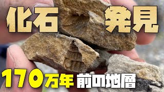 都内で170万年前の化石を大量発掘！【夏休み】【多摩川】