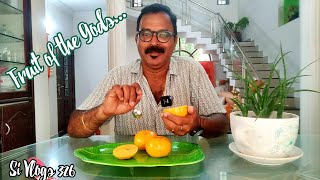 നിങ്ങൾ ഈ പഴം കഴിച്ചിട്ടുണ്ടോ?    Fruit Review // Fruit Of The Gods // Health Benefits Of Persimmon..