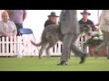 bath championship dog show 2017 best in show