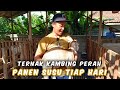 Ternak Kambing Perah Bisa Panen Susu Tiap Hari Tanpa Henti