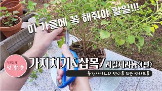 제라늄,가지치기\u0026삽목,리갈제라늄 중간사이즈 캔디류 또는 센티드 류,