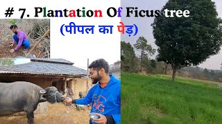 7. Plantation Of Ficus tree (पीपल का पेड़)