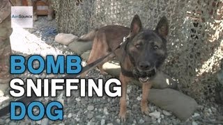 Tactical Explosive Detection Dog Training